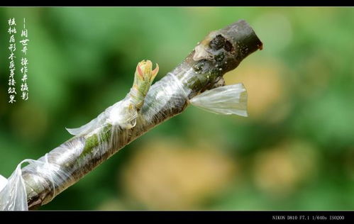 核桃树嫁接时间是什么时候？最佳嫁接期是春季还是秋季