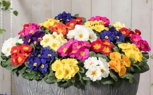 四季报春：春意盎然 花开不断