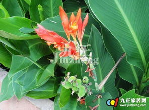 高矮不同品种各有多少？