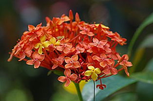 3. 龙船花：高温爱好者