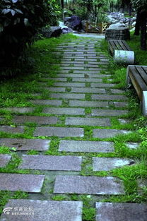 地毯草：绿化效果佳， 根系发达