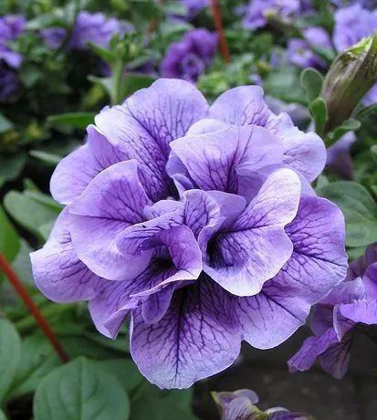 花园里的色彩盛宴