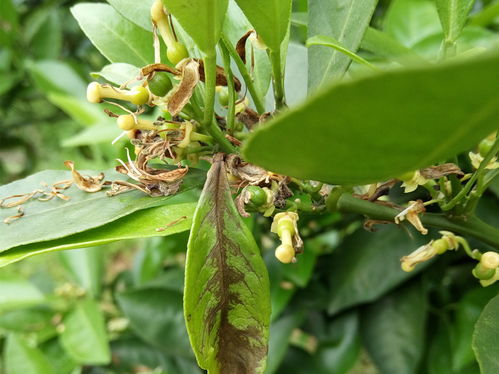 龙牙花叶霉病防治：及时剪除病叶