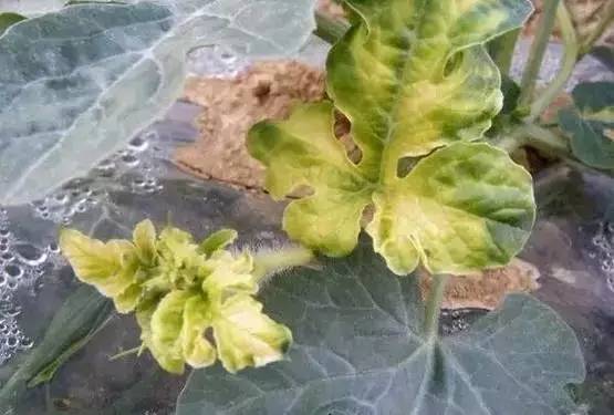 春季果树喷农药后的死亡之谜