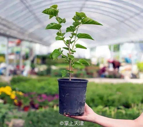 柳树：柔软的枝条， 耐涝的守护者