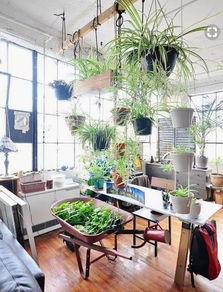 千叶吊兰， 浪漫的垂盆植物