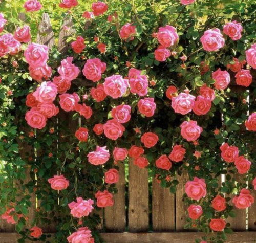 月季选种攻略：找到你的花海宝贝