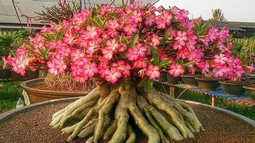 新手养花指南：沙地中的耐旱花卉品种