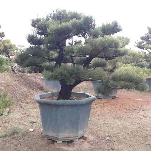 油松种子：催芽与自然的较量