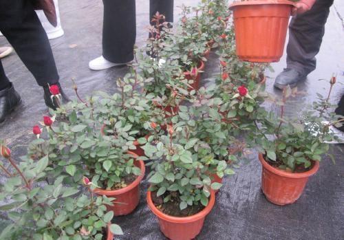 原因三：施肥不当