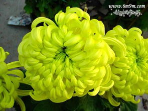 推荐五种花儿， 让你青砖庭院美翻天