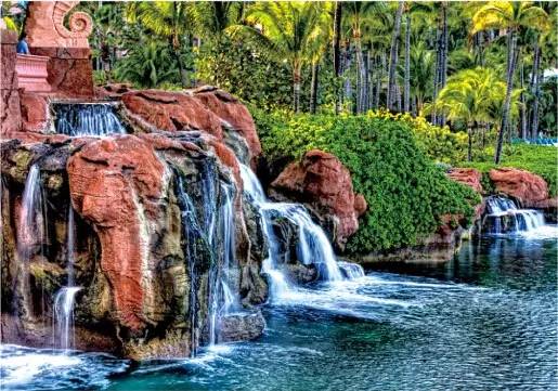 水中植物，丰富景观