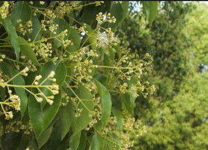 生长阶段需求差异