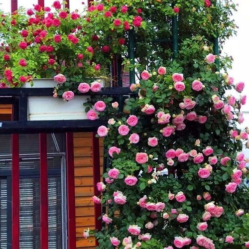 黄木香蔷薇：春日里的阳光使者