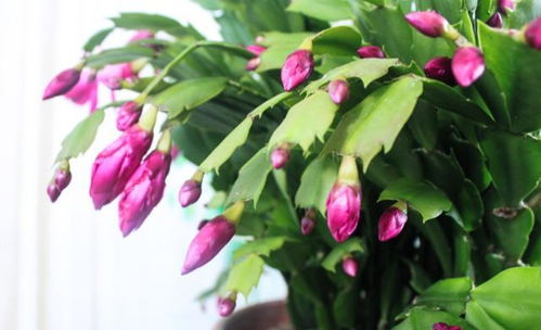 蟹爪兰何时开花？花期养护有哪些小技巧