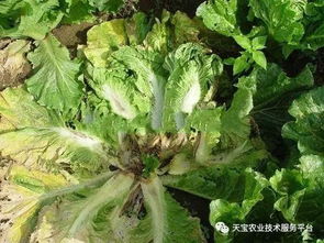 大白菜叶片黑斑问题来了咋办呢？