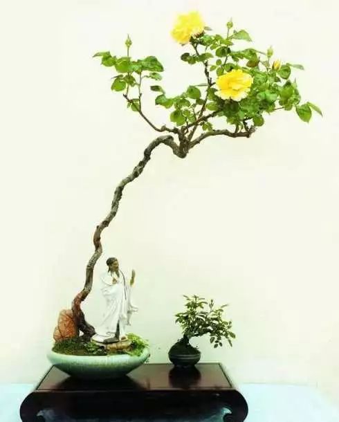 养护得当，成活率不是梦