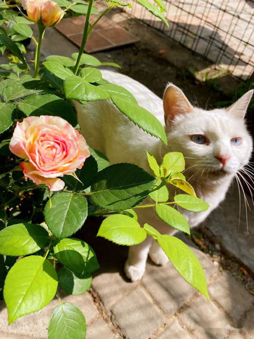 香槟色朱丽叶月季的美丽