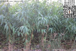 第四步：管理等， 得耐心