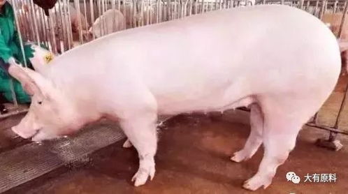 如何制定母猪不同生长阶段的自配饲料配方及关键要点？