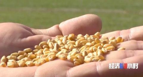 一次播种，优质种子数量丰富