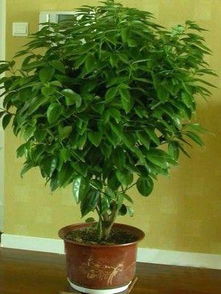 碧玉花的不吉利传说与深层花语！