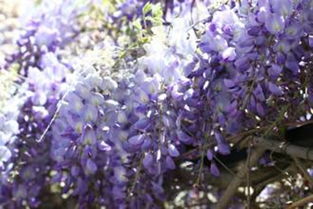 紫藤花开，移栽还需注意啥？