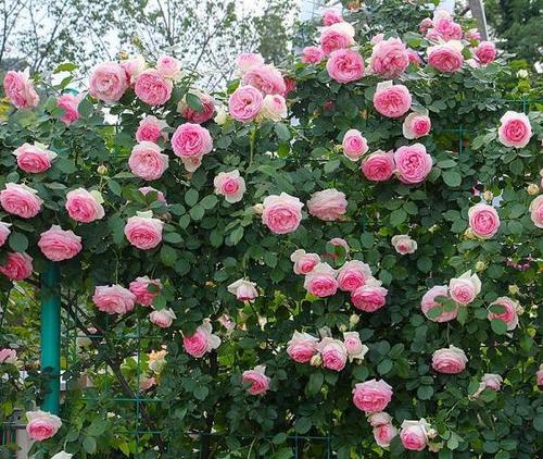 花的世界， 鸡肋红龙月季的烦恼