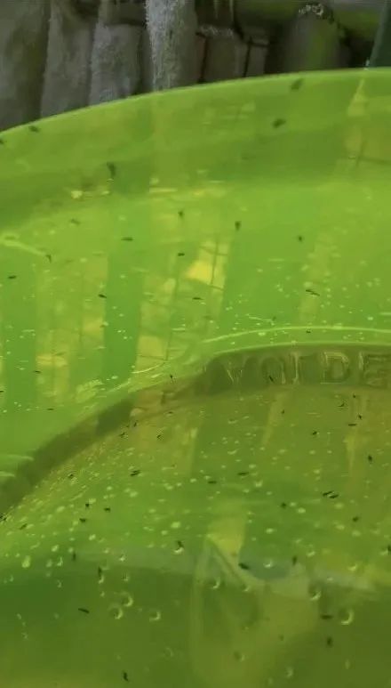 楼顶绿色天堂适合种植哪些植物？需要注意哪些种植事项