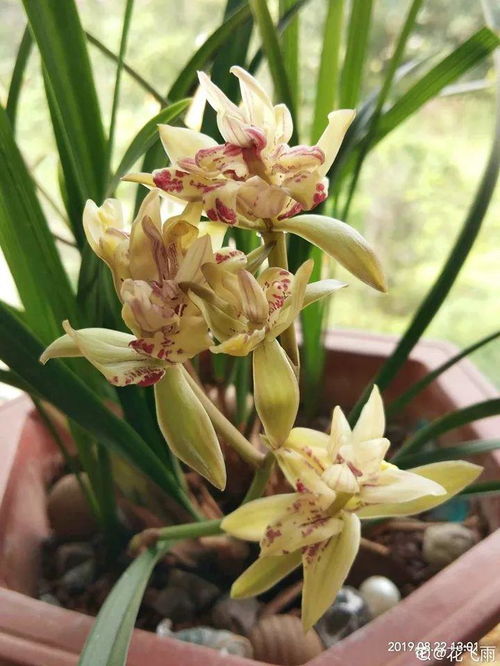 消毒后的土可依马上种花吗？急得像热锅上的蚂蚁！