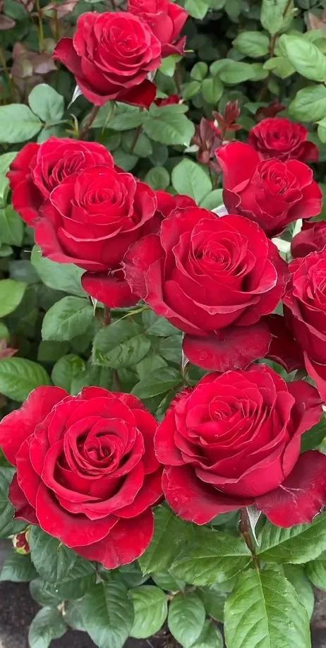 马萨德医生月季