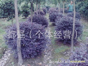 挑选插穗：健康无病虫害是关键