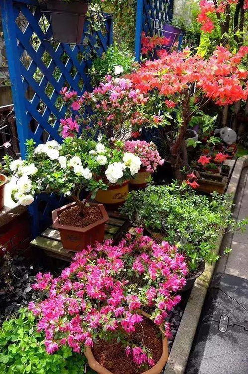 忽略土壤改良， 红壤腐叶土河沙比例4:4:2，pH值调至5.5-6.0