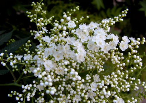 珍珠梅种子的成熟奥秘