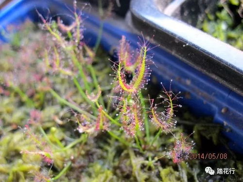 “食虫植物如何繁殖？”