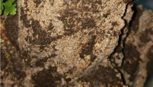 让假山石长出翠绿青苔的小窍门，快来学学吧！