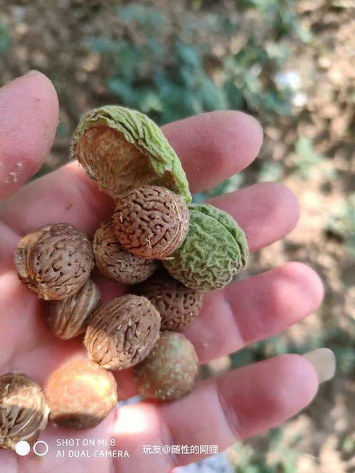 桃核去肉后如何处理才能顺利发芽