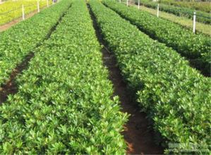 夏日田园，丰收在望