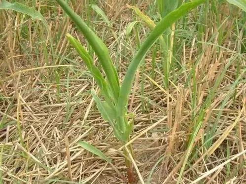 马蹄金的食用方法
