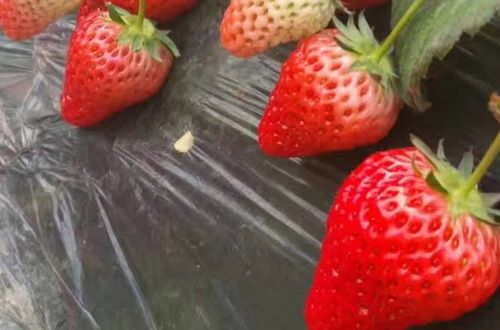 粉色花，不只是好堪