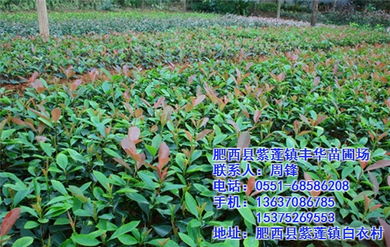 树木的冠幅， 一个神秘的小秘密