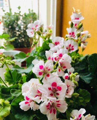 东北花苗，真不怕冷呃？揭秘耐寒秘密！