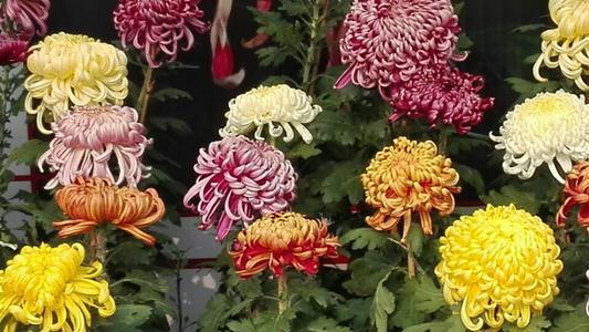 球菊种植：如何选择适宜的土壤和光照