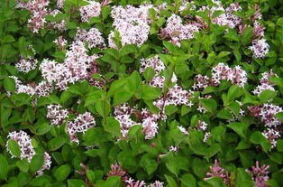 丁香花——东北学校里的“香飘四季”