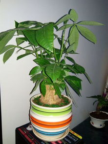 “发财树过高？一剪就富！”