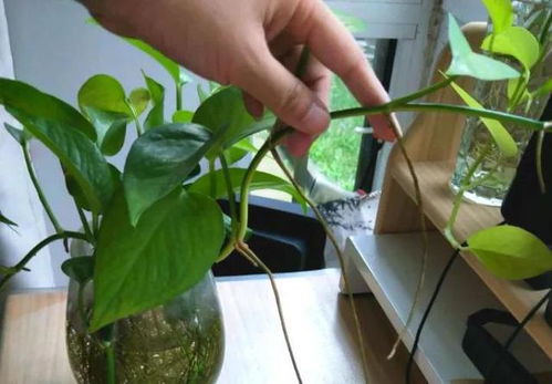 原因三：土壤问题