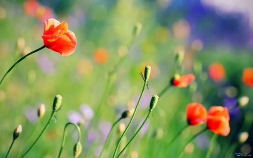 涅盘重生花卉大揭秘：哪些花象征着新生的希望？