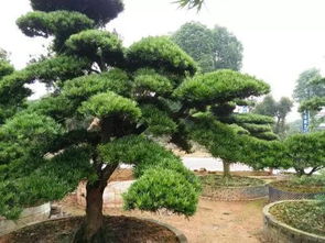 桃花：喜庆吉祥的象征