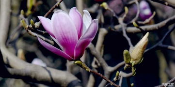 早春花卉种植注意事项