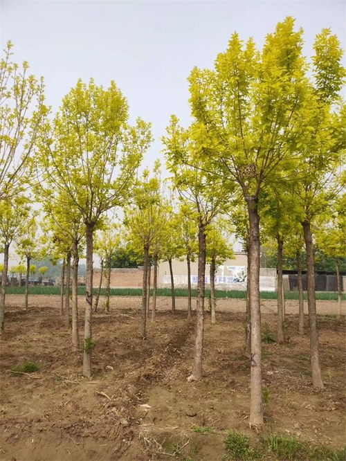 白蜡与对接白蜡，哪种更胜一筹